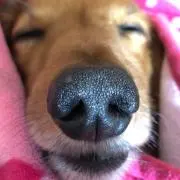 こじんの画像
