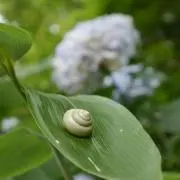 拓巳藤井