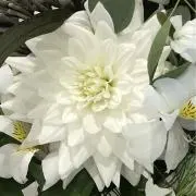 はなの画像