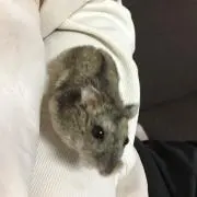 ('ω'`)('ω'`)('ω'`)
