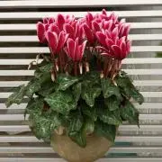リンコ ママ