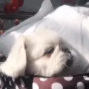 nuuuuの画像