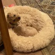 モシャの画像