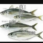 鯵の画像