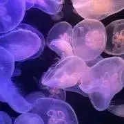 じゅの画像