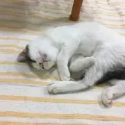さすけね