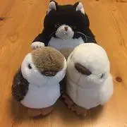 ヨルギア