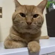 KUROGIAの画像
