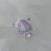 reの画像