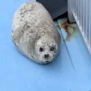 いがこの画像