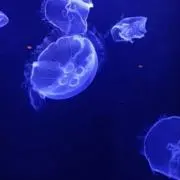 ちび太の画像