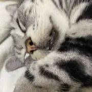 やきいも(プロフ確認お願いします)の画像