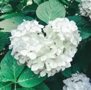 りんご**プロフご確認ください☺︎**の画像