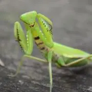 カマキリ