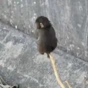 パンチの画像