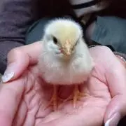 ひよこの画像