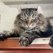 はりーの画像