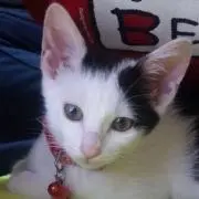 モモの画像