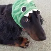 マウの画像