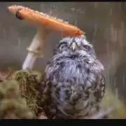 kinocoとフクロウの画像