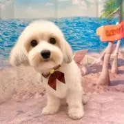 coco