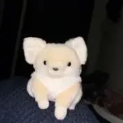 白い犬の画像