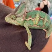 3匹の金ちゃんの画像