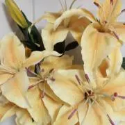ひめねずみ