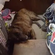 爆裂めぐみん