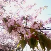 ぴこの画像