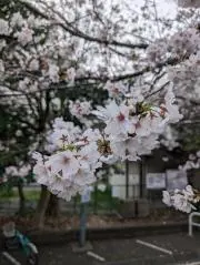 基本24時間以内発送☆の画像