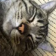 猫ねこ