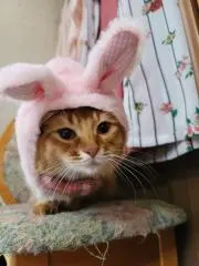ルシにゃんの画像