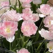 tia hanaの画像