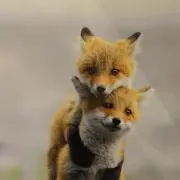 よよyoyoの画像
