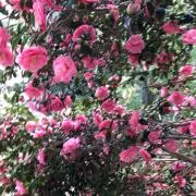 モカの画像