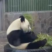 ちゅんの画像