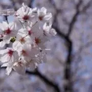 オラフの画像