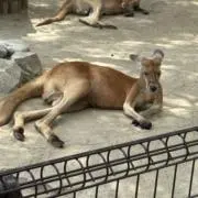 たこの画像
