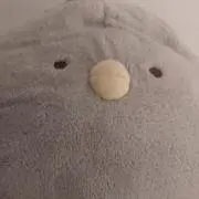 こんぶの画像