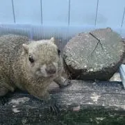ぱお