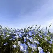 えにの画像