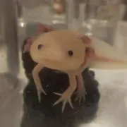 リラックマ