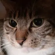 りゅうぞんの画像
