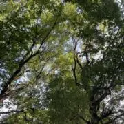 Rowenaの画像