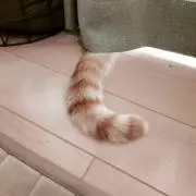 Rin*の画像