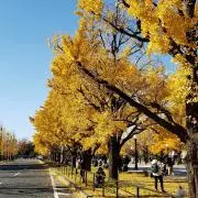 Risaの画像