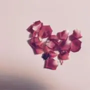 かもの画像