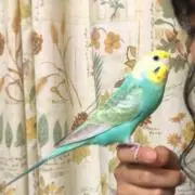 たみぃの画像