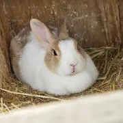 ❁﻿.. nico◌。